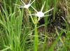 Hymenocallis liriosme