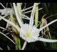 Hymenocallis liriosme