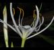 Hymenocallis liriosme