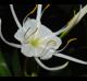 Hymenocallis liriosme