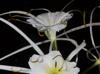 Hymenocallis liriosme