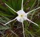 Hymenocallis liriosme