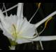 Hymenocallis liriosme