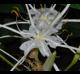 Hymenocallis liriosme