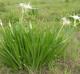 Hymenocallis liriosme