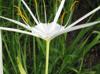 Hymenocallis liriosme