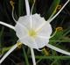 Hymenocallis liriosme