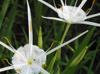 Hymenocallis liriosme