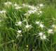 Hymenocallis liriosme