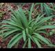 Hymenocallis occidentalis