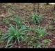 Hymenocallis occidentalis