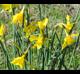 Narcissus jonquilla