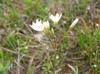 Nothoscordum bivalve