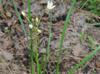 Nothoscordum bivalve