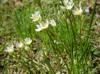 Nothoscordum bivalve