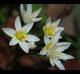 Nothoscordum bivalve