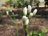 Nothoscordum bivalve