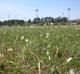 Nothoscordum bivalve