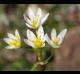 Nothoscordum bivalve