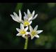 Nothoscordum bivalve