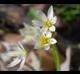 Nothoscordum bivalve