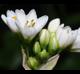 Nothoscordum bivalve