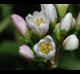 Nothoscordum gracile