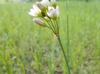 Nothoscordum gracile