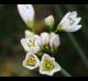 Nothoscordum gracile