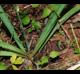 Nothoscordum gracile