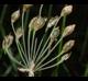 Nothoscordum gracile