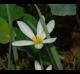 Zephyranthes candida