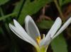 Zephyranthes candida