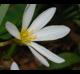 Zephyranthes candida