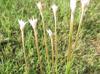 Zephyranthes chlorosolen