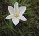 Zephyranthes chlorosolen