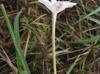 Zephyranthes chlorosolen