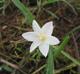 Zephyranthes chlorosolen