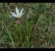 Zephyranthes chlorosolen