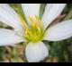 Zephyranthes chlorosolen