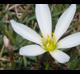 Zephyranthes chlorosolen