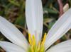 Zephyranthes chlorosolen