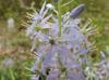 Camassia scilloides