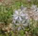 Camassia scilloides