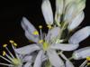 Camassia scilloides