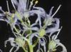 Camassia scilloides