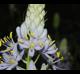 Camassia scilloides