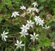 Ornithogalum umbellatum