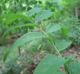 Polygonatum biflorum