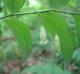 Polygonatum biflorum